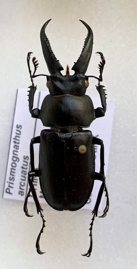 Prismognathus arcuatus