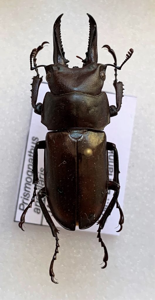 Prismognathus angularis