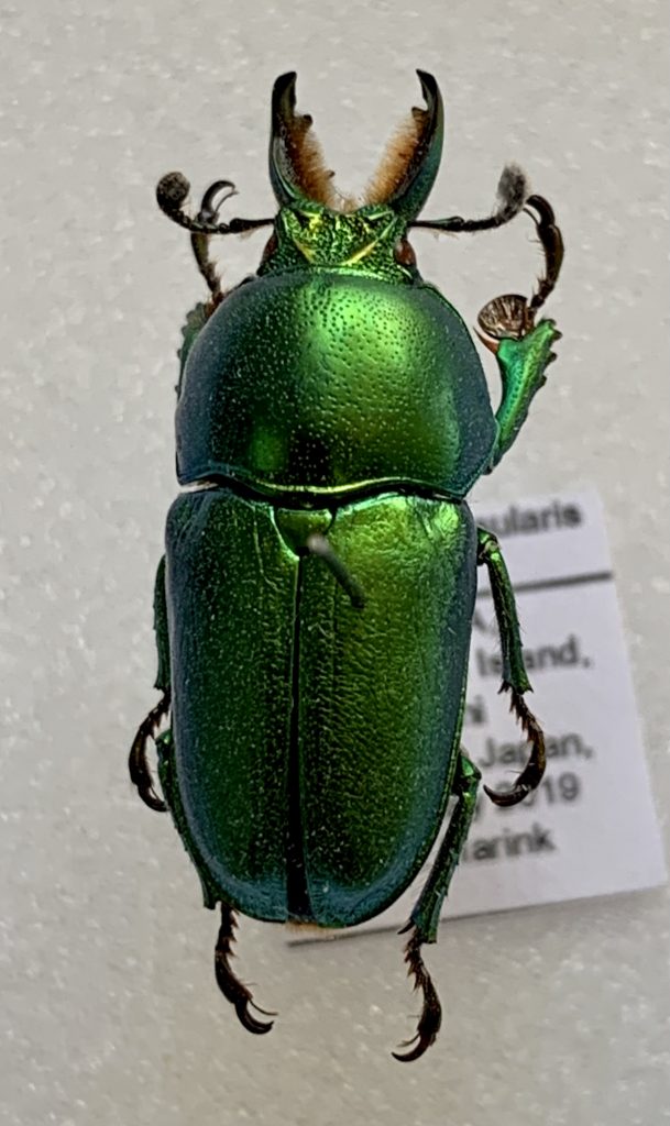 Lamprima insularis