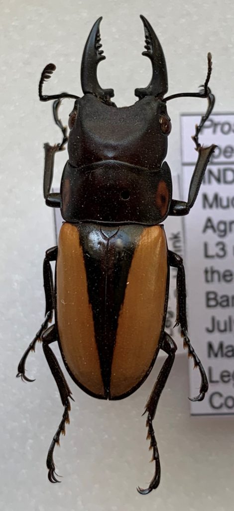 Prosopocoilus speciosus