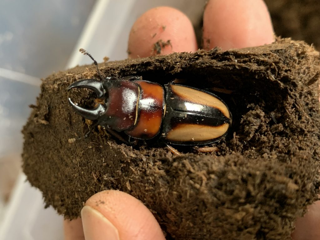 Prosopocoilus inquinatus yazaki, male F4 