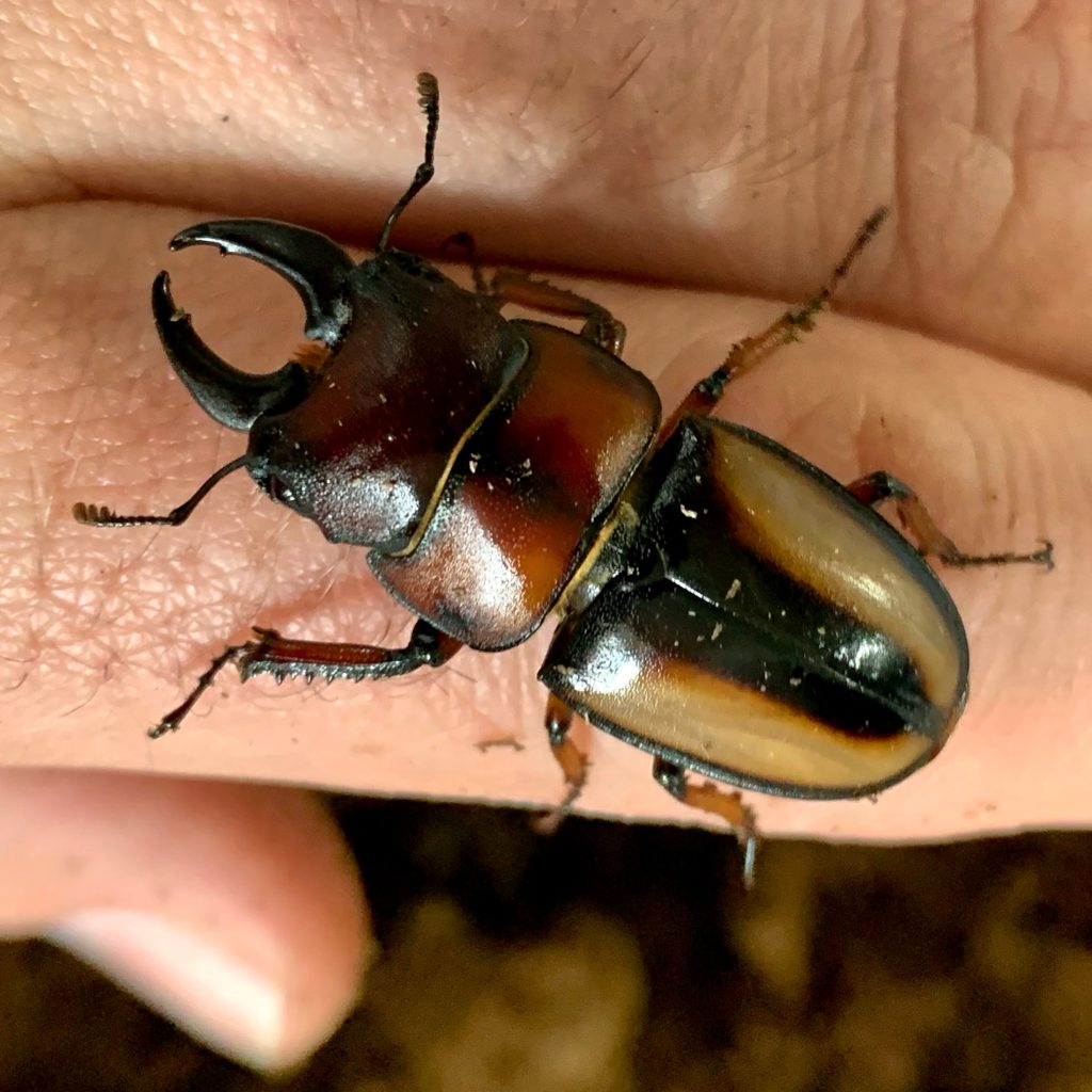 Prosopocoilus inquinatus yazaki, male F4 