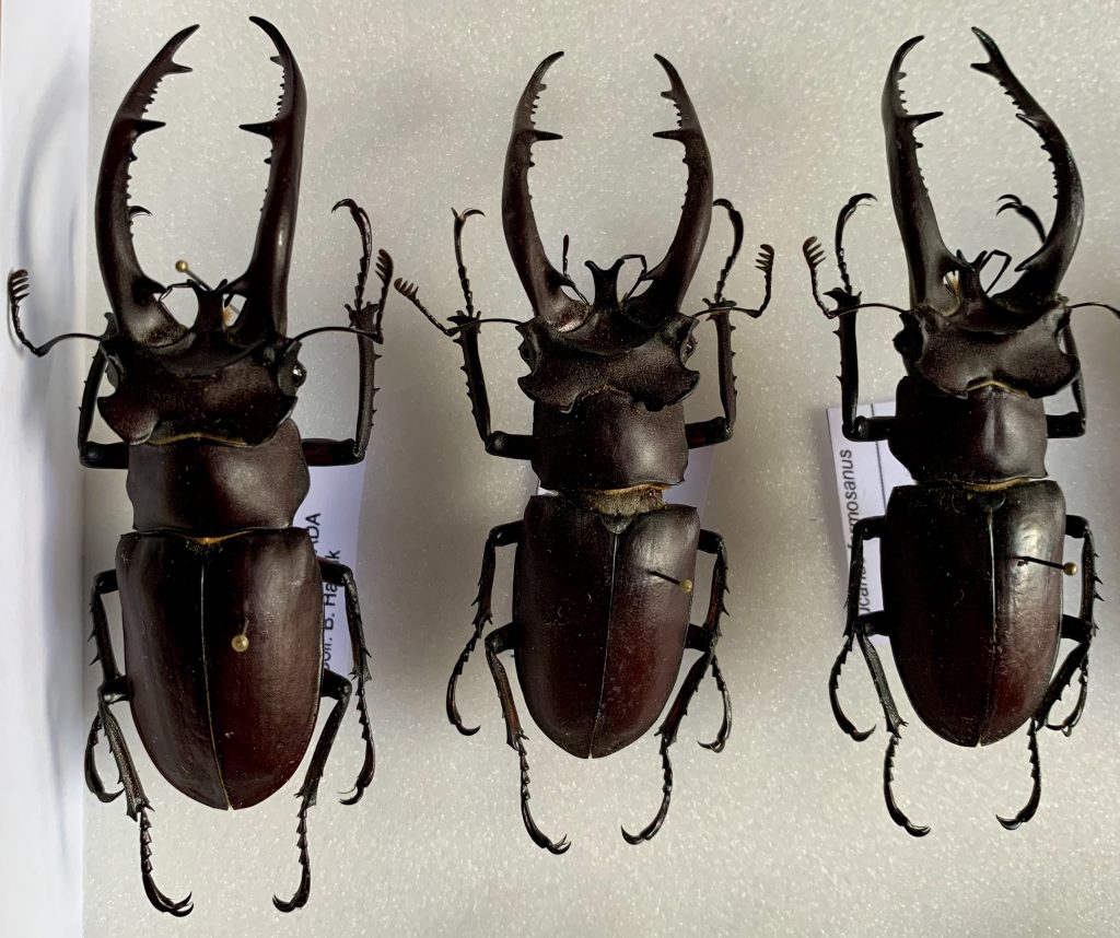 Lucanus formosanus