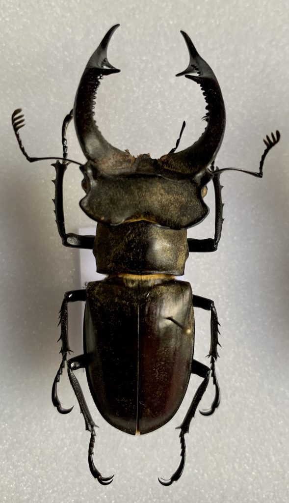 Lucanus nobilis