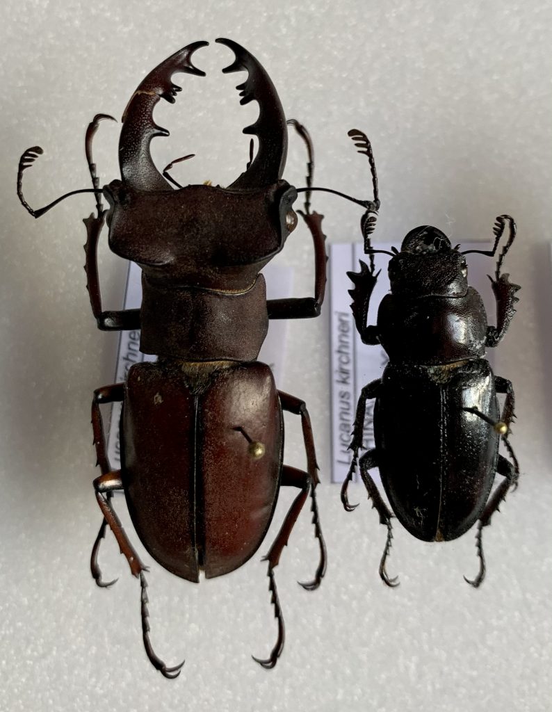 Lucanus kirchneri