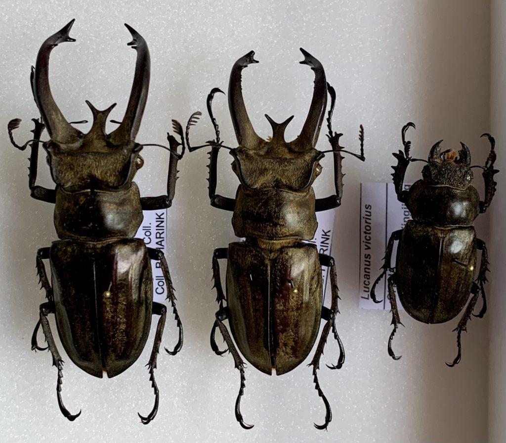 Lucanus victorius