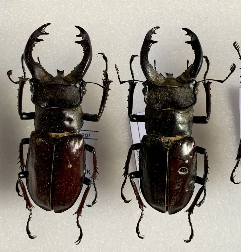 Lucanus langi - Ben's Beetle Breeding Pages