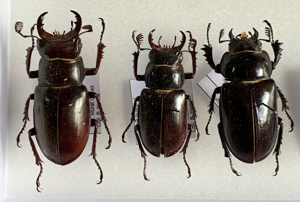 Lucanus busignyi