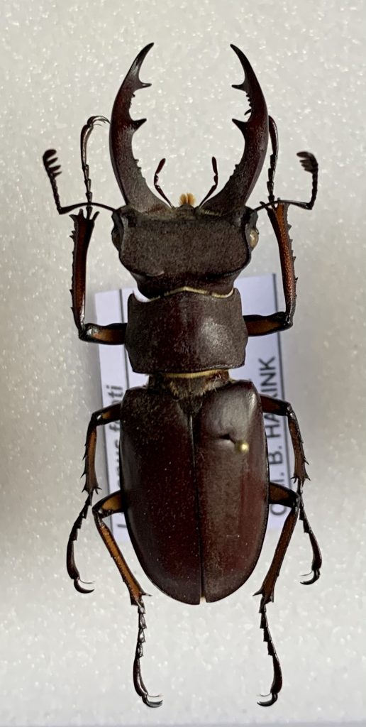 Lucanus fonti