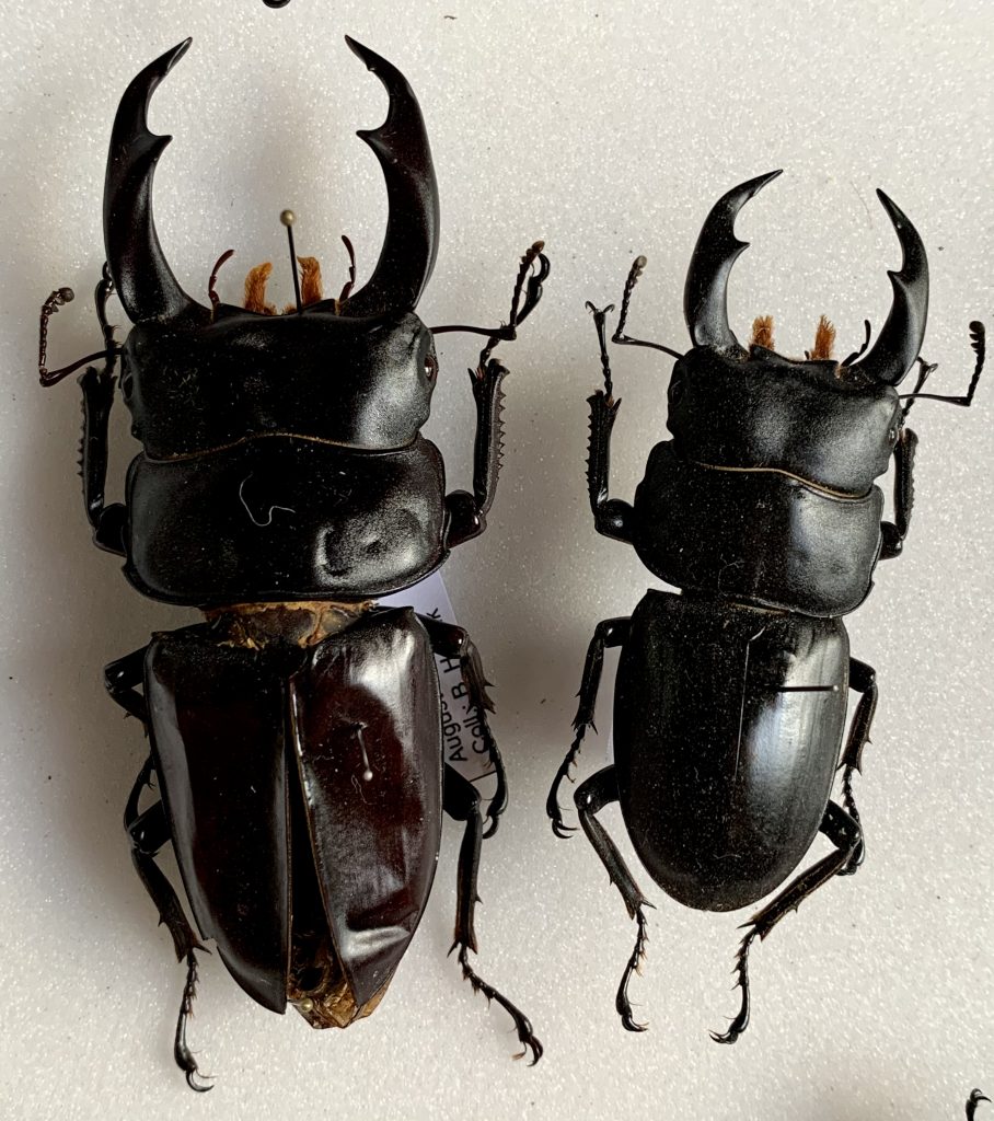 Dorcus schenklingi