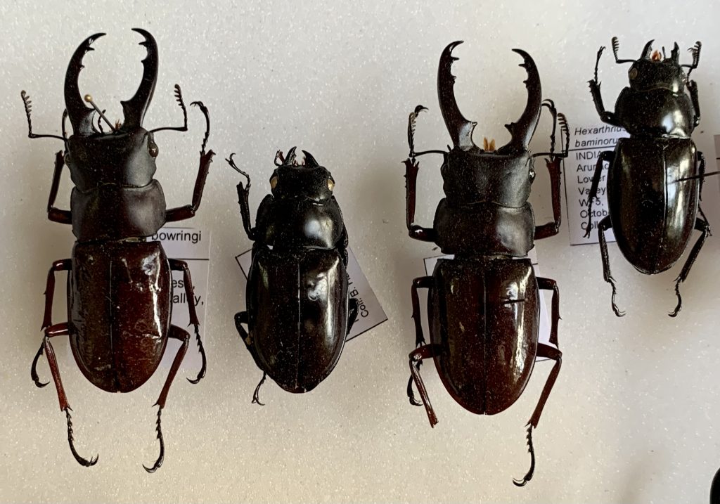 Hexarthrius bowringi baminorum, minor males