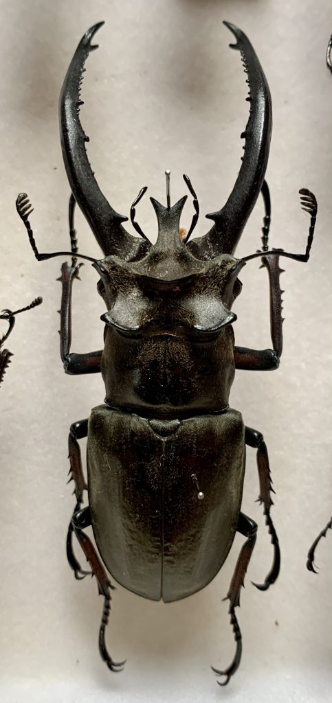 Lucanus planeti wuyishanensis