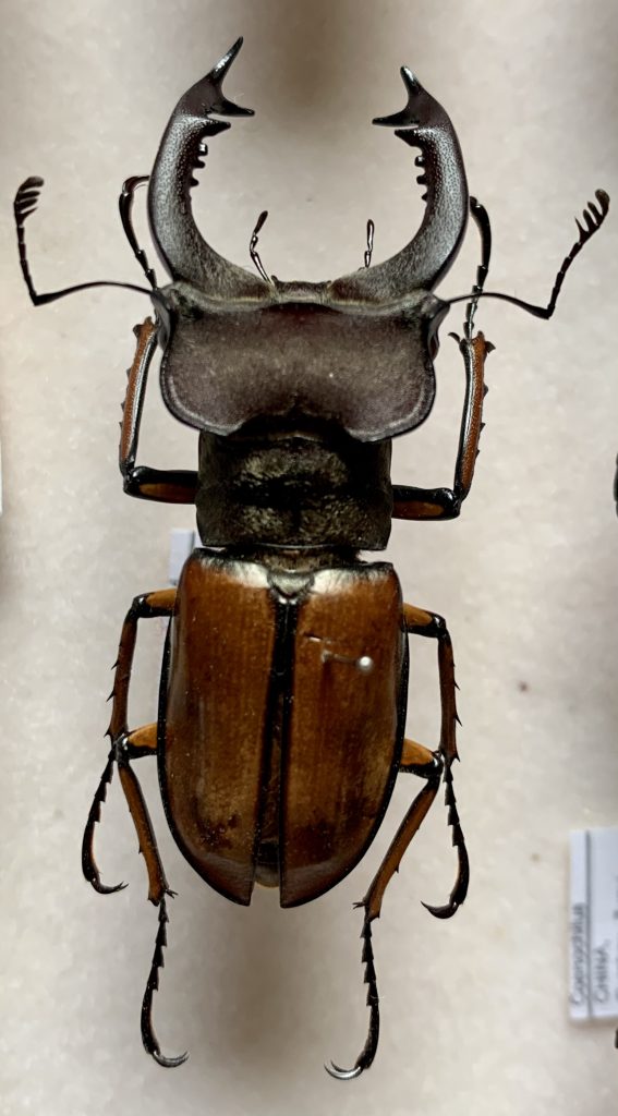 Lucanus delavayi