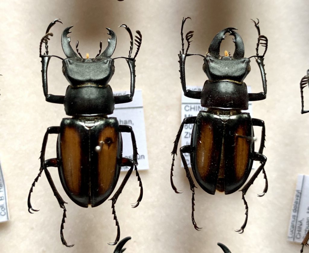 Lucanus parryi