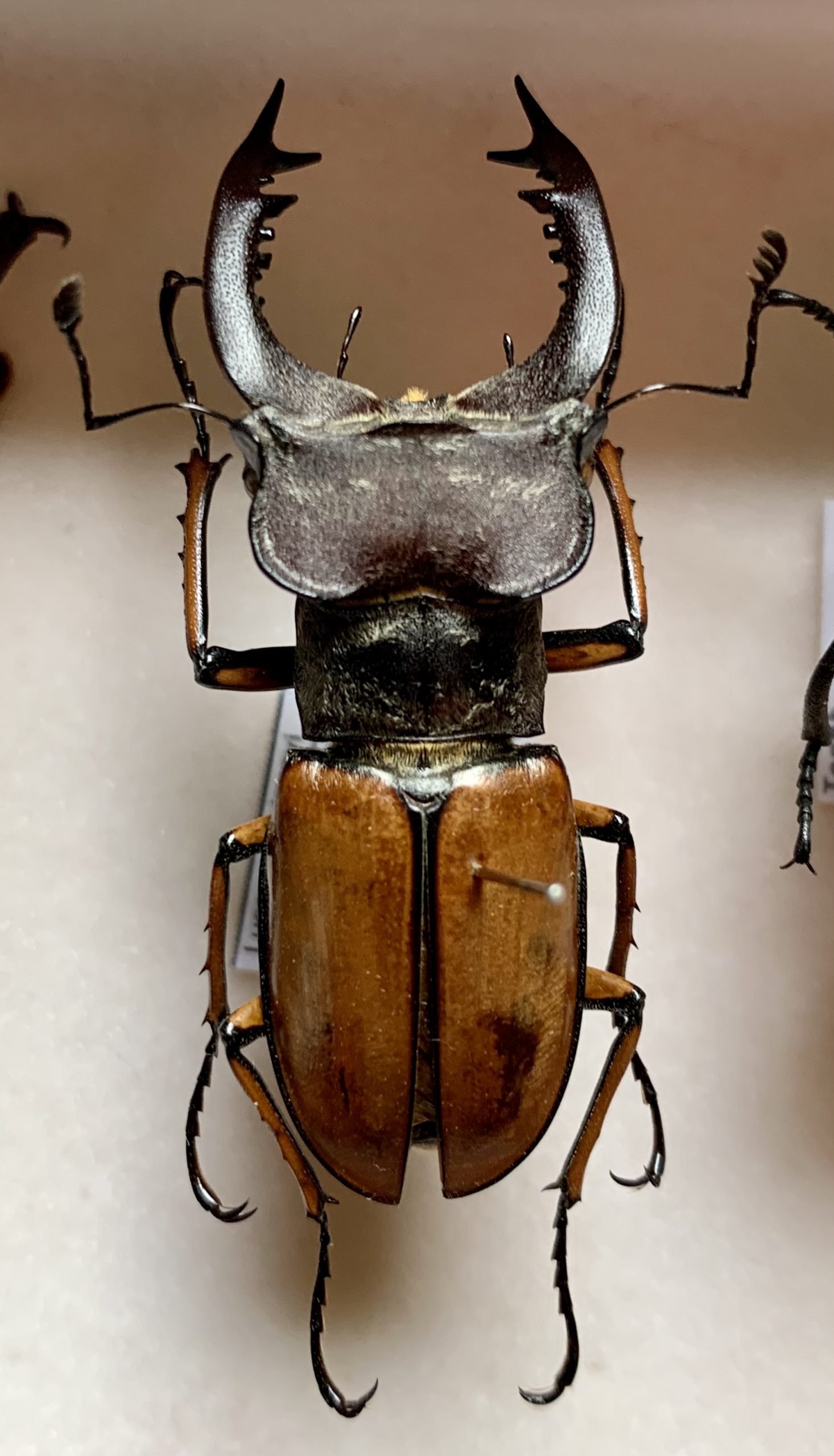 Lucanus delavayi - Ben's Beetle Breeding Pages