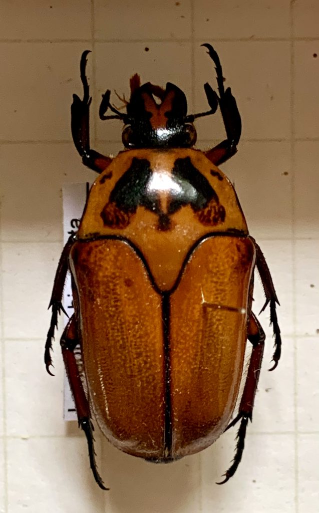 Lomaptera bicolorata