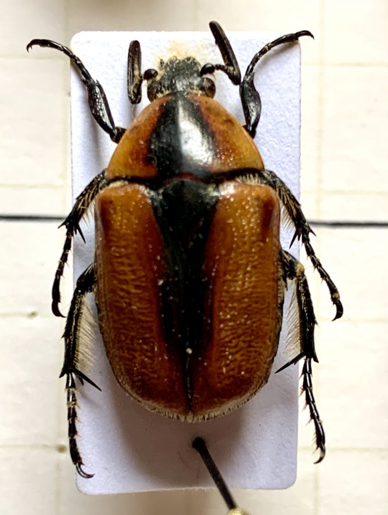 Diaphonia dorsalis