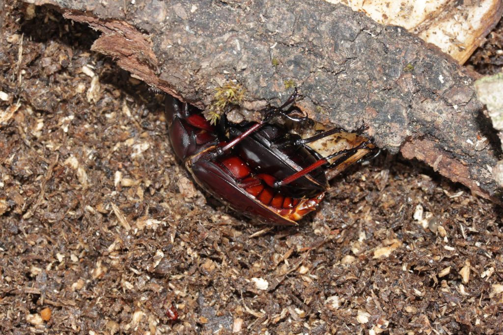 Hexarthrius bowringi baminorum male and female mating