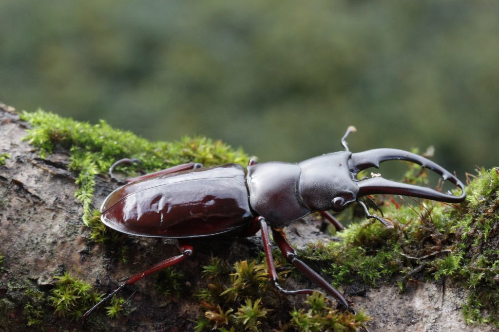 Hexarthrius bowringi baminorum male