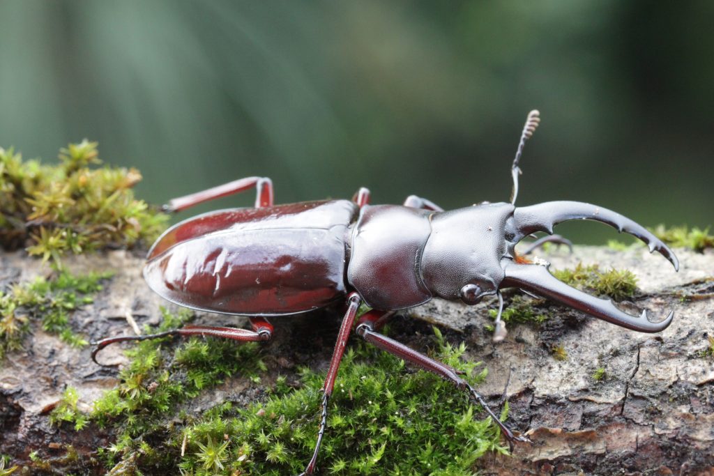 Hexarthrius bowringi baminorum male