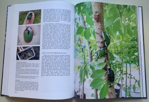 Breeding Beetles - The Substantial Guide 