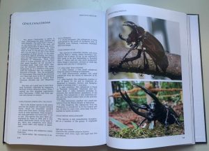 Breeding Beetles - The Substantial Guide